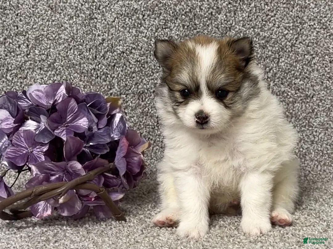 Pomeranian dogs for sale: Teddy - Ad 2