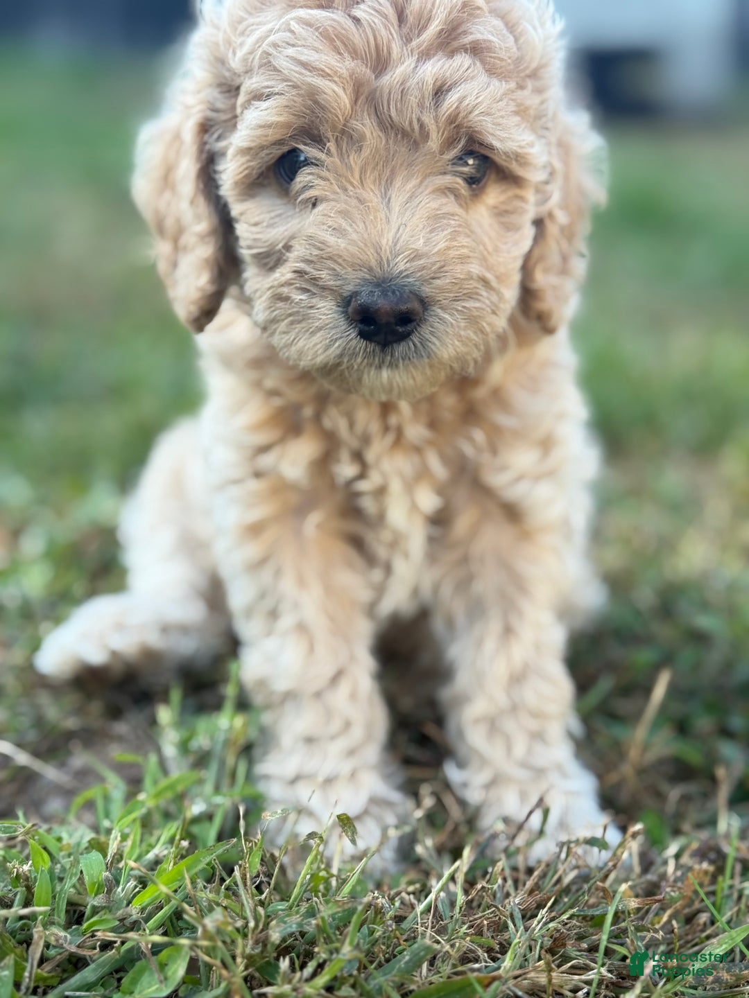 Mixed Breed dogs for sale: Mixed Breed Puppy 2 - Ad 1