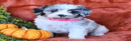 Aussiedoodle dogs for sale: Amara  - Ad 3