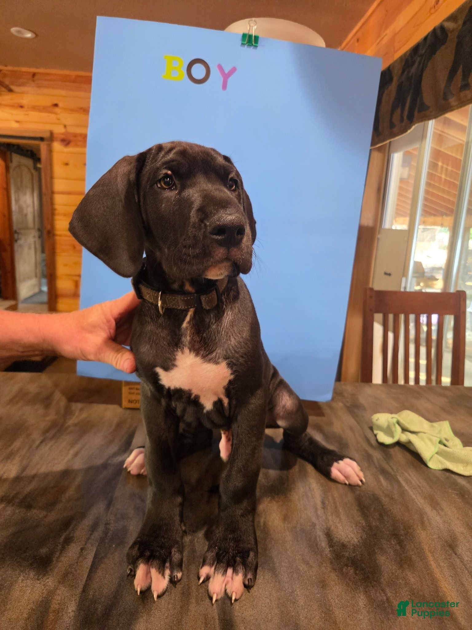 Great Dane dogs Great Dane 6 - Ad 1