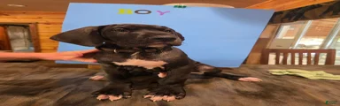 Great Dane 6