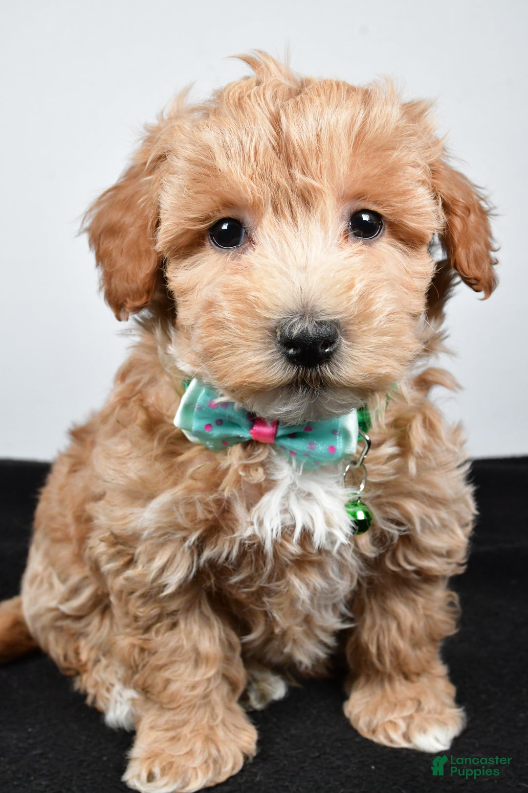 Maltipoo dogs for sale: Skipper - Ad 6