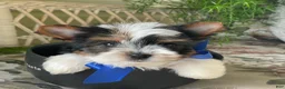 Biewer Terrier dogs for sale: Whisper - Ad 29