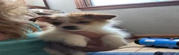 Mixed Breed dogs for sale: Mixed Breed 4 - Ad 2