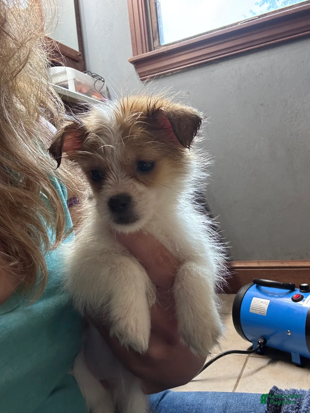 Mixed Breed dogs for sale: Mixed Breed 4 - Ad 2