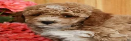 Mini Goldendoodle dogs for sale: Bruno - Ad 9