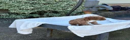 Toy Poodle dogs for sale: Garfield - Ad 14