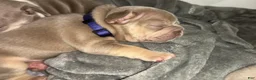 French Bulldog dogs for sale: Olivia “Vampire” Rodrigo  - Ad 12