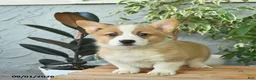Welsh Corgi Pembroke dogs for sale: Hardy  - Ad 3