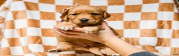 Golden Retriever dogs for sale: Dewdrop AKC Golden Retriever Pup - Ad 5