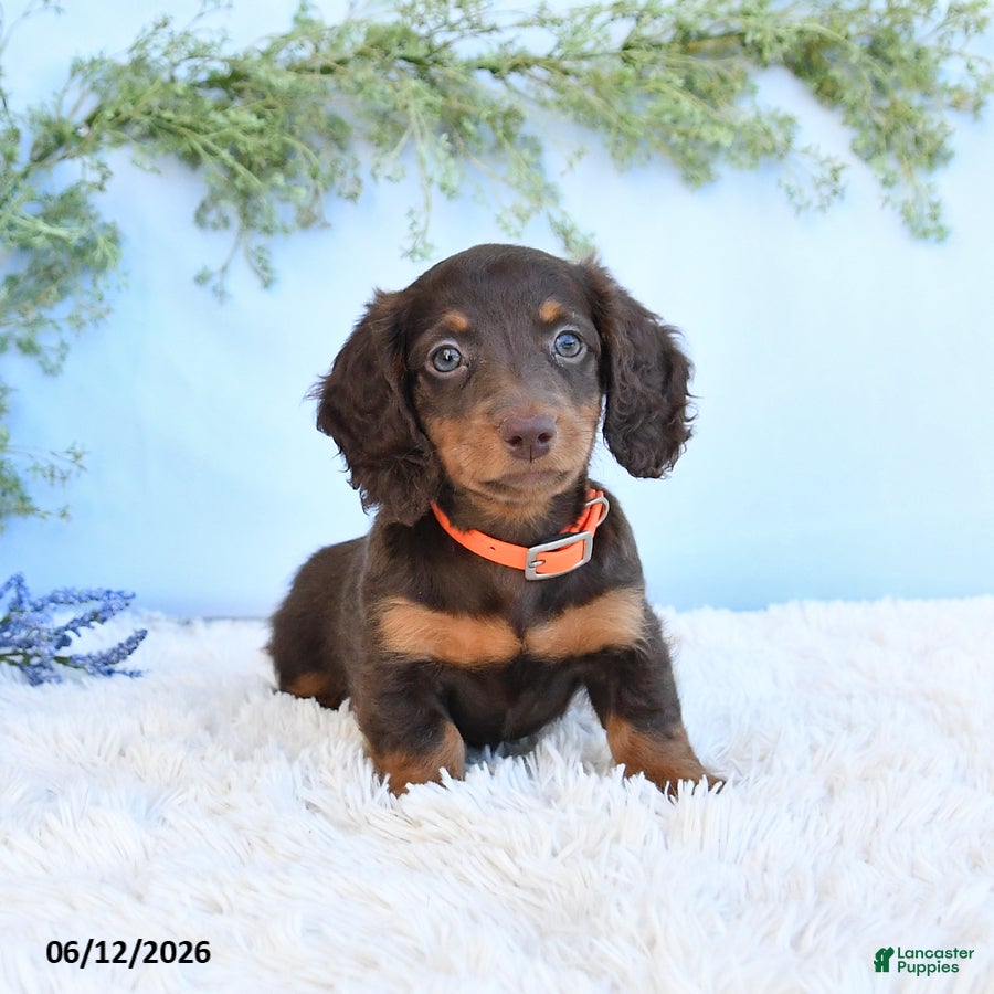 Miniature Dachshund dogs Sandy - Ad 1