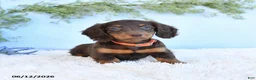 Miniature Dachshund dogs for sale: Sandy - Ad 5