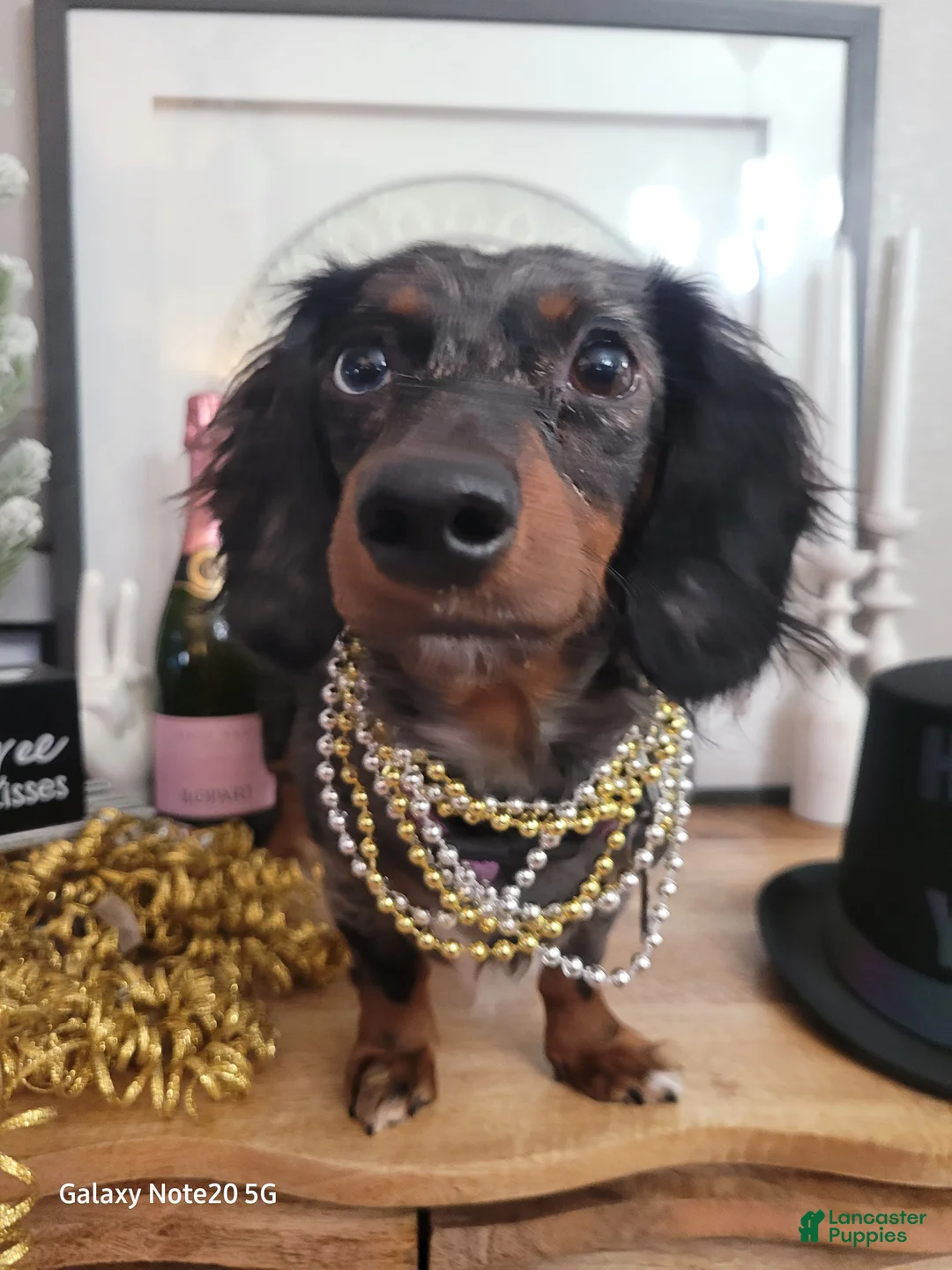 Miniature Dachshund dogs for sale: Amor - Ad 11