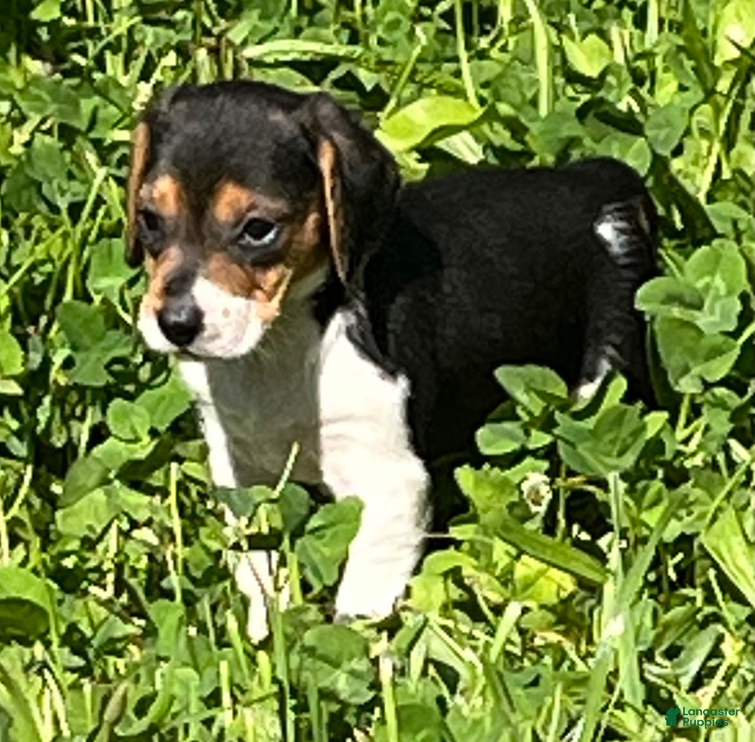 Beagle dogs Beagle 2 - Ad 1