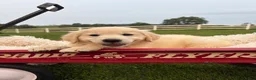 Golden Retriever dogs for sale: Gigi  - Ad 8