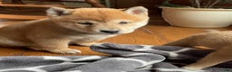 Shiba Inu dogs for sale: Lemon Drop - Ad 2