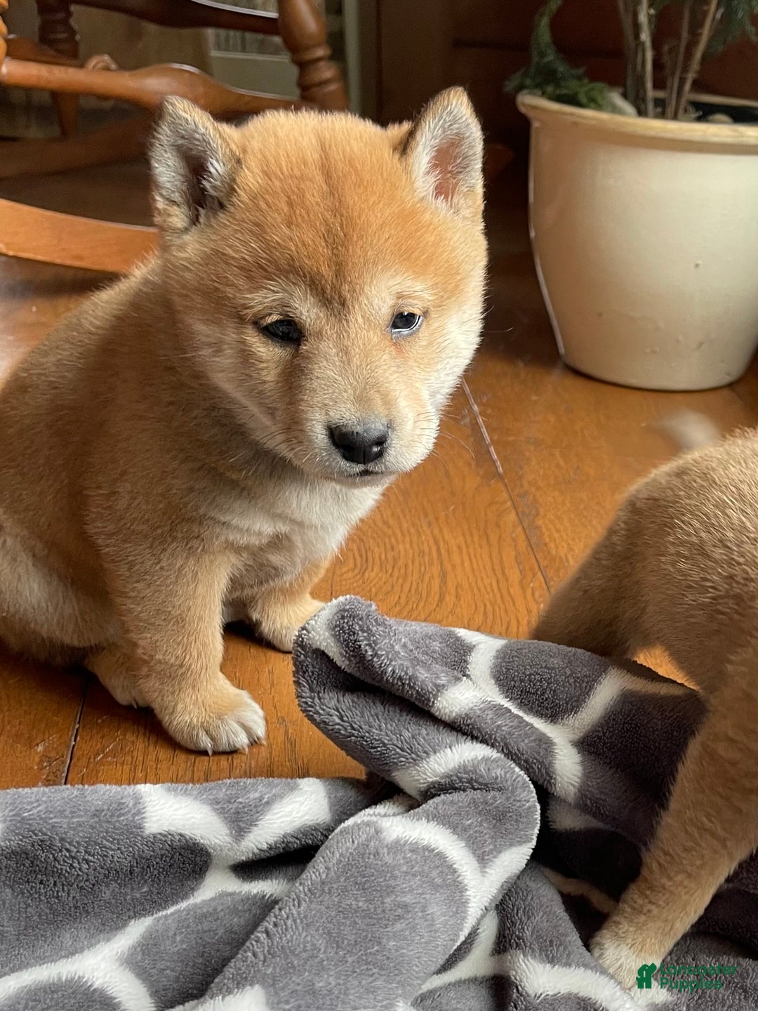 Shiba Inu dogs for sale: Lemon Drop - Ad 2
