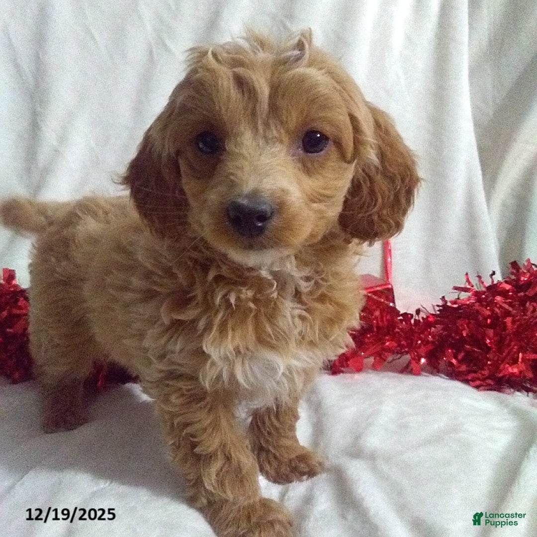 Mini Goldendoodle dogs for sale: Merry - Ad 1