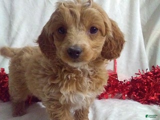 Mini Goldendoodle dogs Merry - Ad 37
