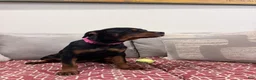 Rottweiler dogs for sale: Dark Pink collar girl - Ad 6