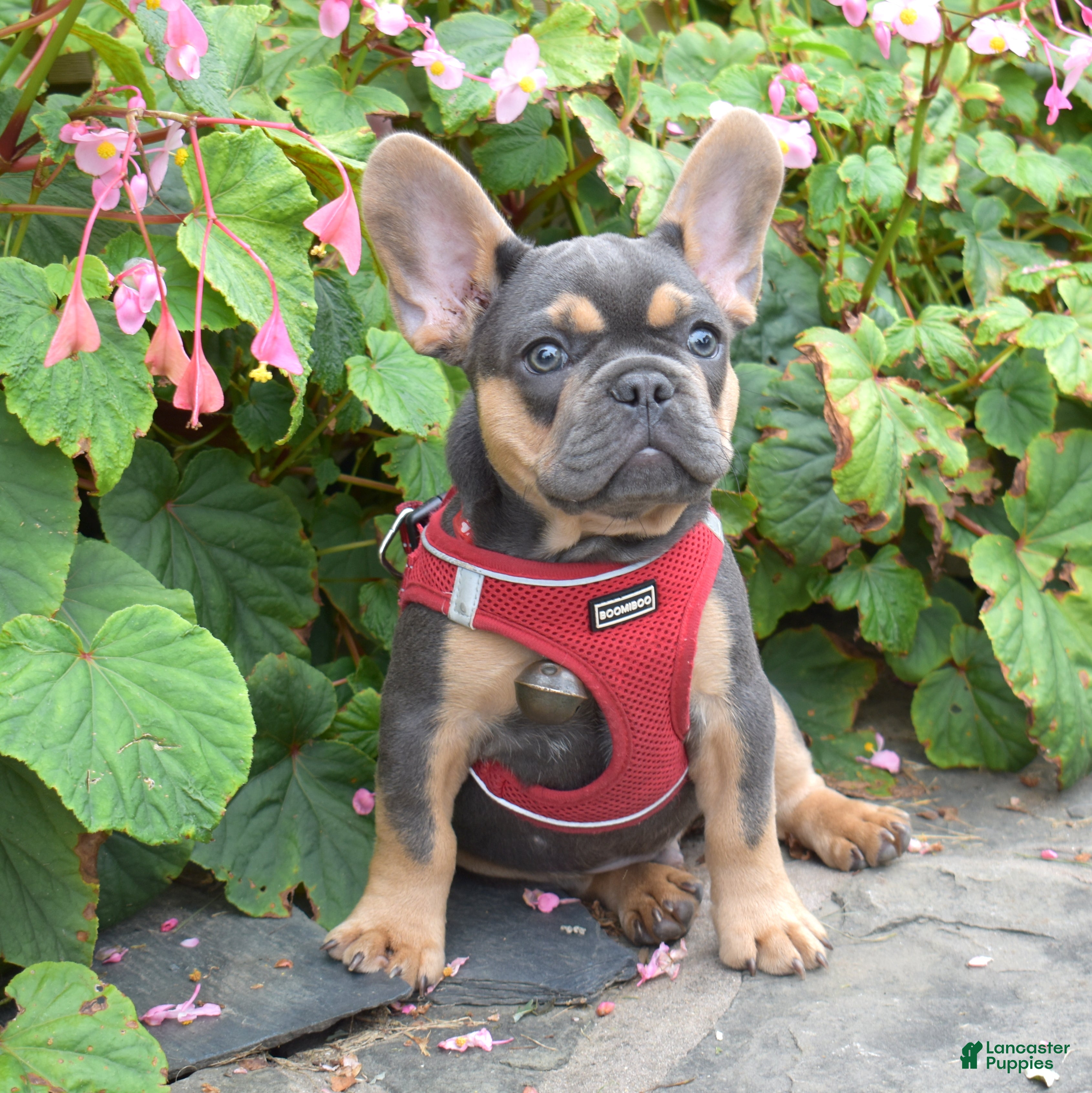French Bulldog dogs Peter - Ad 2