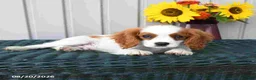 Cavalier King Charles Spaniel dogs for sale: Winston - Ad 3