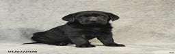 Labrador Retriever dogs for sale: Benny - Ad 2