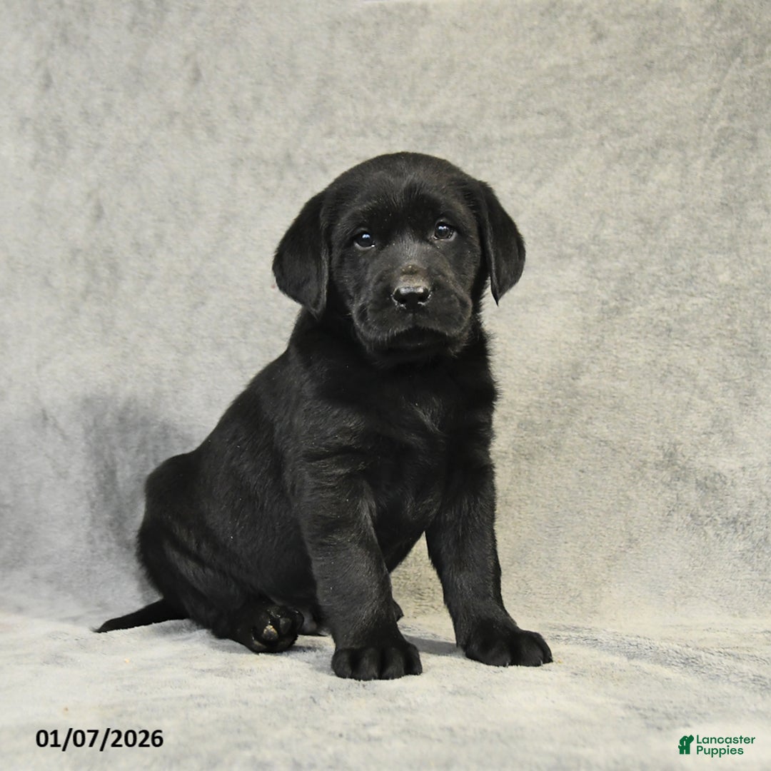 Labrador Retriever dogs for sale: Benny - Ad 2
