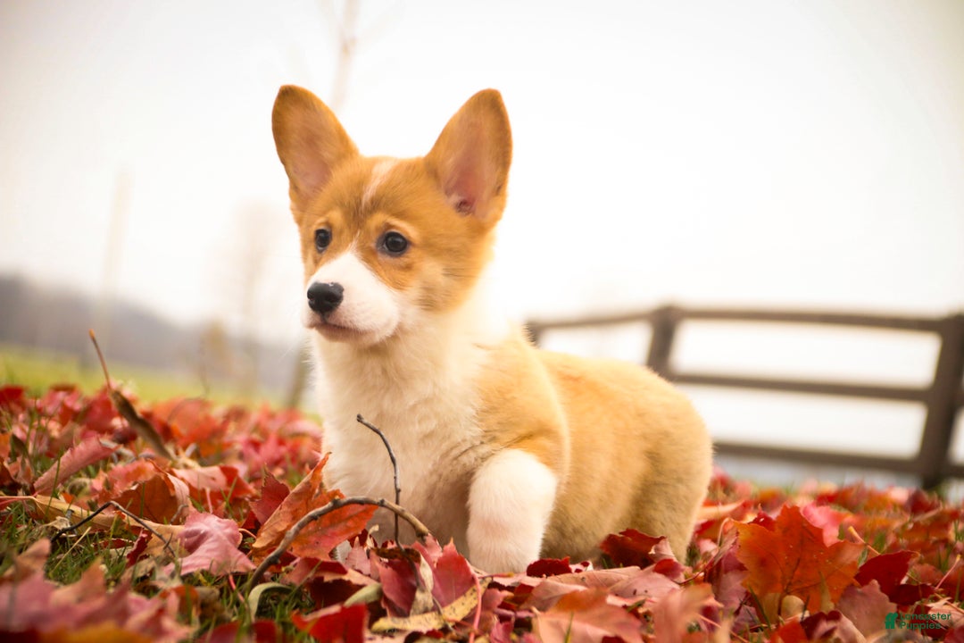 Welsh Corgi Pembroke dogs for sale: Steele - Ad 5