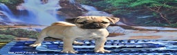 Pug dogs for sale: Sparky - Ad 22