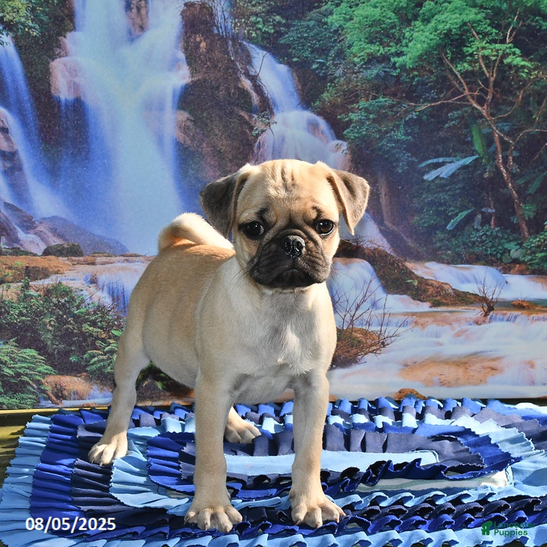 Pug dogs for sale: Sparky - Ad 22