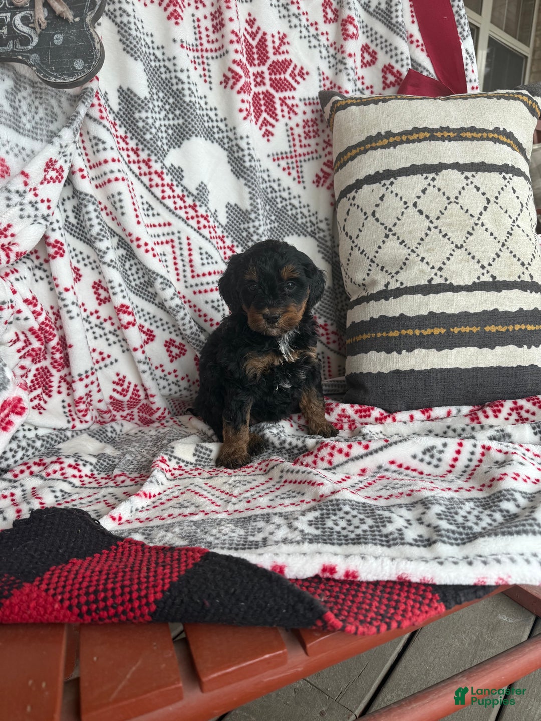 Mini Bernedoodle dogs for sale: Carly - Ad 6