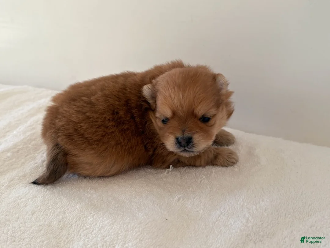 Pomeranian dogs for sale: Cassie - Ad 1