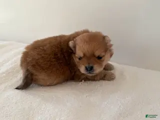 Pomeranian dogs for sale: Cassie - Ad 2