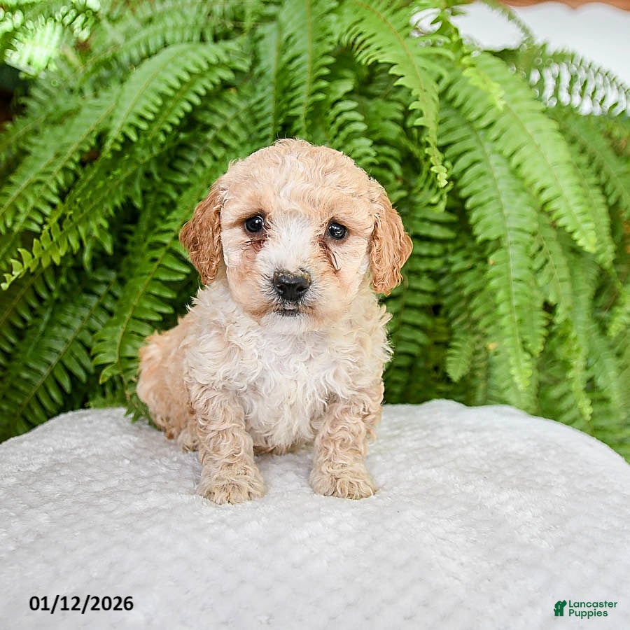 Bichpoo dogs Lilac - Ad 17