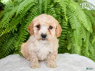 Bichpoo dogs Lilac - Ad 39