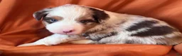 Miniature Australian Shepherd dogs for sale: Reacher - Ad 3