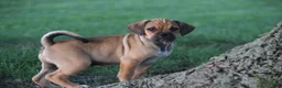Puggle dogs for sale: Canyon - Ad 6