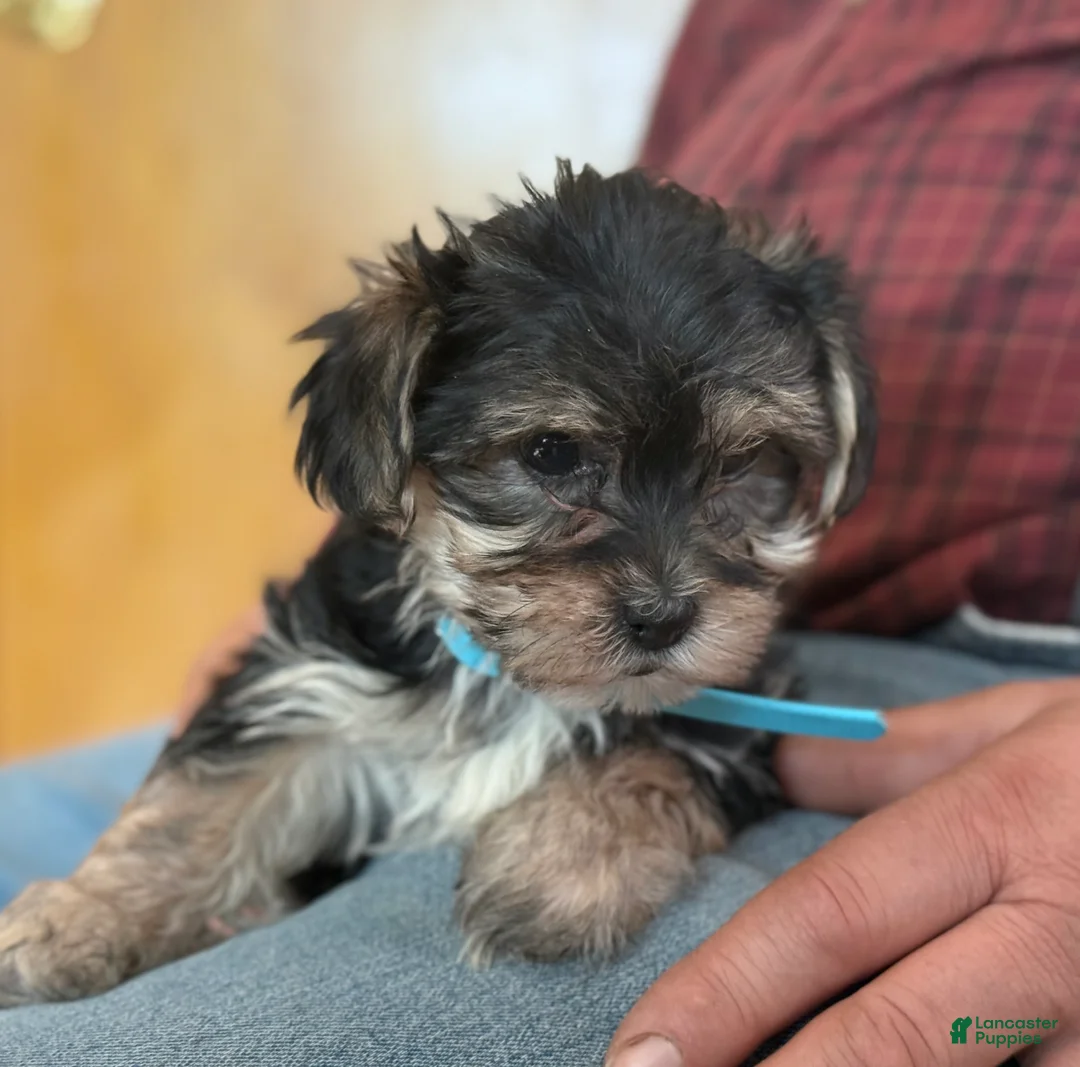 Morkie dogs for sale: Midget - Ad 6