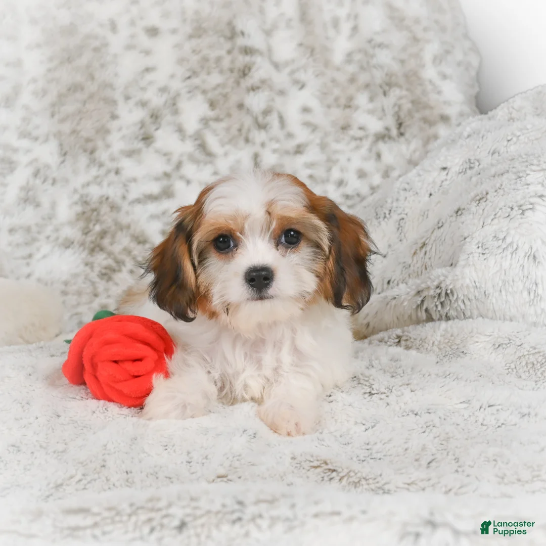 Havanese dogs for sale: Heidi - Ad 5