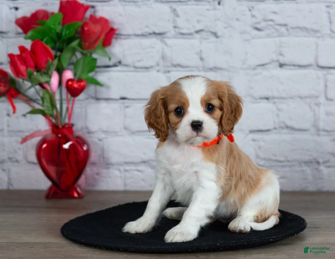 Cavalier King Charles Spaniel dogs for sale: Laurel - Ad 1