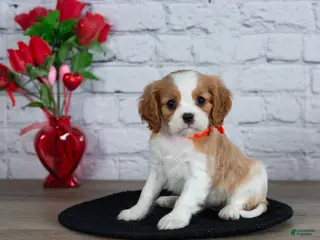 Cavalier King Charles Spaniel dogs Laurel - Ad 5