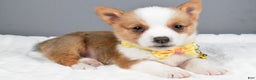 Welsh Corgi Pembroke dogs for sale: Benj - Ad 2