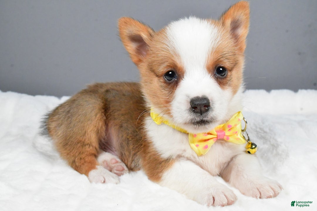 Welsh Corgi Pembroke dogs for sale: Benj - Ad 2