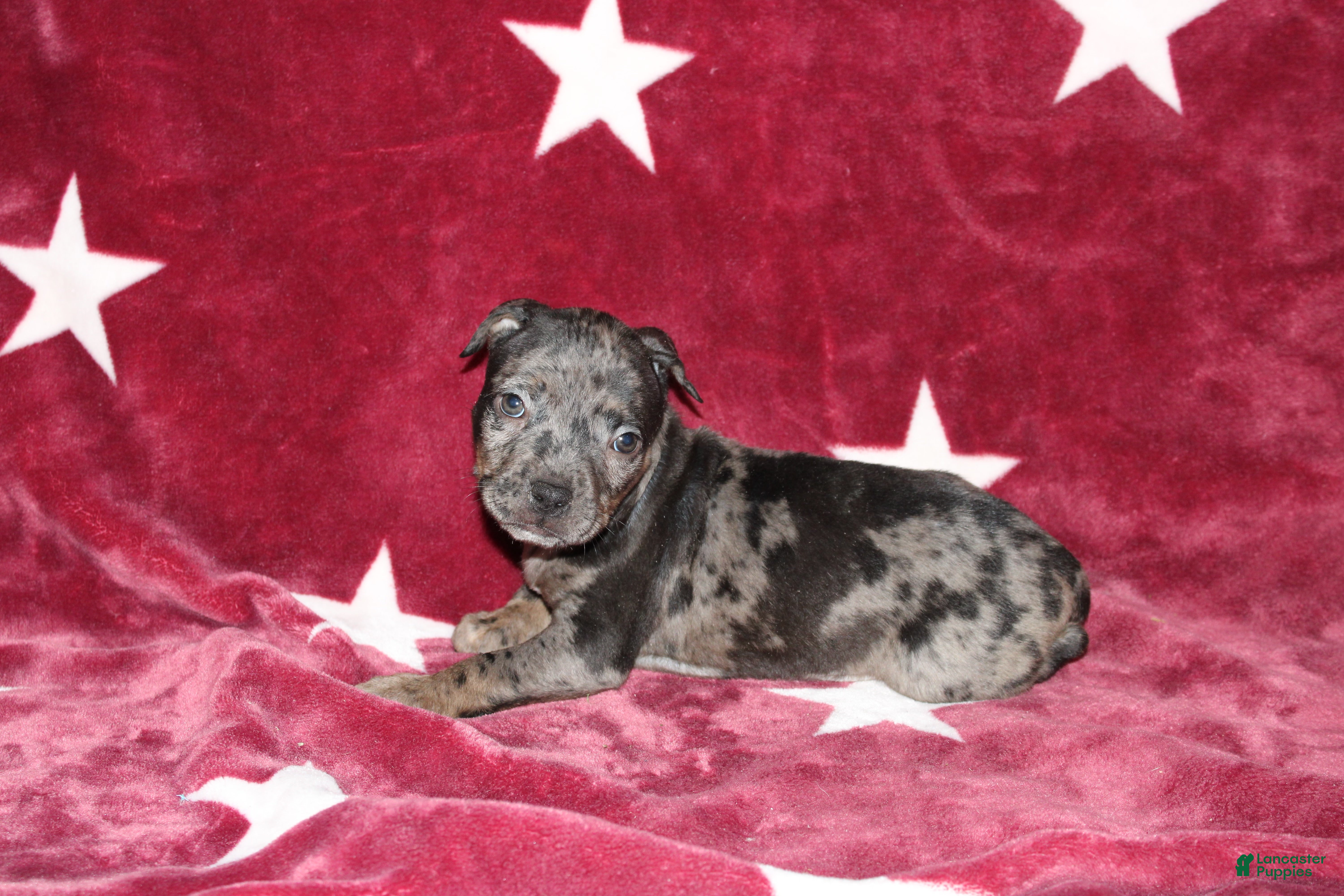 American Bully dogs King  - Ad 8
