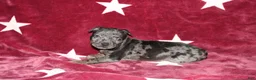 American Bully dogs for sale: King  - Ad 1