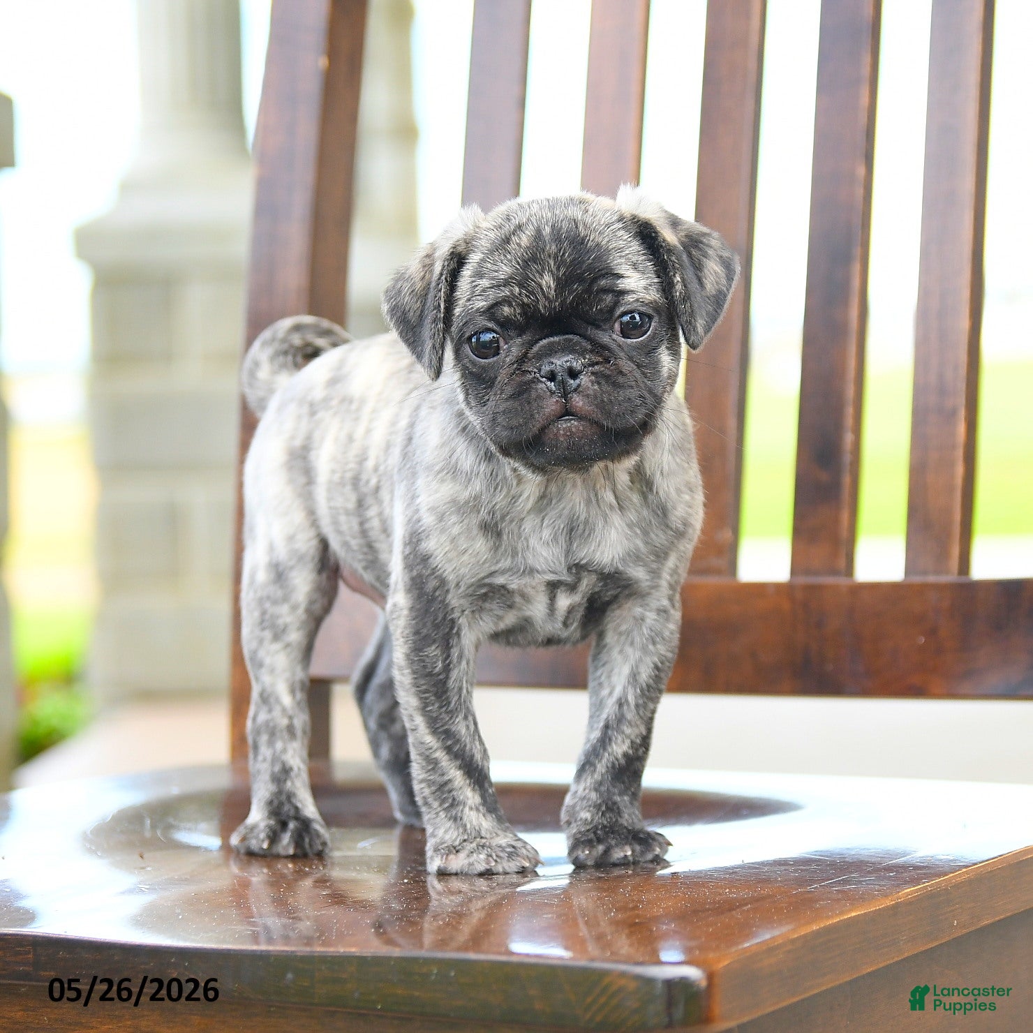 Pug dogs Freddie - Ad 1