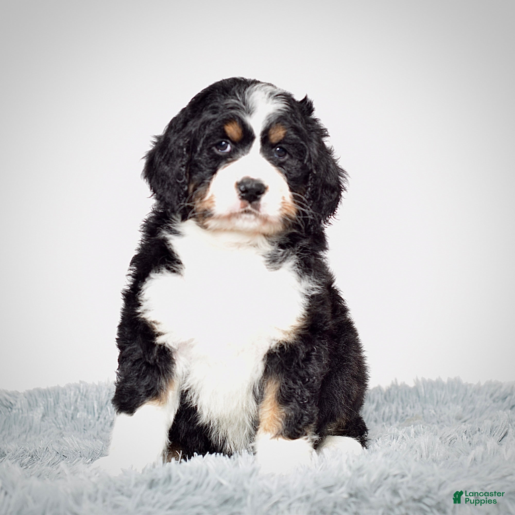 Bernedoodle dogs Ms. Sapphire - Ad 4