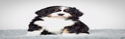 Bernedoodle dogs for sale: Ms. Sapphire - Ad 1