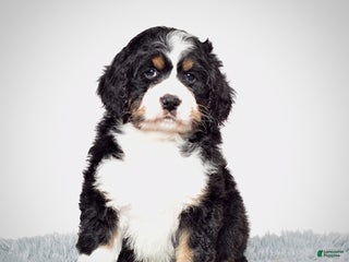 Bernedoodle dogs Ms. Sapphire - Ad 4
